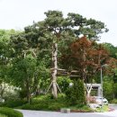 아파트 특성·관리 용의성 고려한 조경설계 이뤄져야 이미지