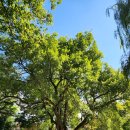 나무이야기 이미지