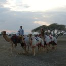 오만에서 낙타 경주장 가는길에 (Camel Raceing) 이미지