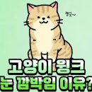 322. 고양이 윙크! 눈 깜박임 이유! 이미지