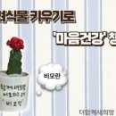 반려식물키우기 이미지