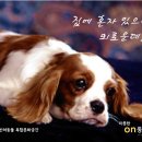 따뜻한 on동물병원 이미지