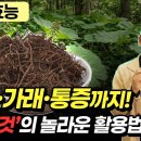 기침·가래·통증까지 싹! ‘머위 뿌리’의 놀라운 효능과 올바른 복용법 이미지