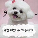 빵긋하개 | 순천 빵긋하개 애견미용 잘하는 곳 용당동 애견유치원 추천