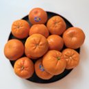 달달한과일 | 요즘 빠진 과일 🍊 달달한 만다린 후기