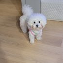 강아지를 미용하는 여자 | 미용하는날 하이바컷 #비숑하이바컷 #강아지가위컷 #비숑미용잘하는곳
