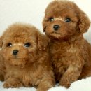 도그마루 강아지고양이 대전점 이미지