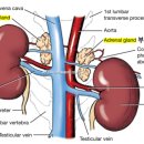 부신메디칼 이미지