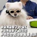 위런한방재활동물병원 이미지