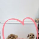 수진애견미용 이미지