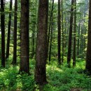 광릉수목원로 이미지