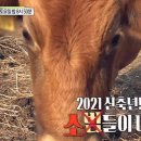 소떼마을 이미지