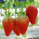 금실농장 이미지