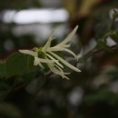 Loropetalum chinensis (Chinese Fringe-Flower) - White Fringe Flower 이미지