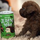 정퍼피클럽 이미지