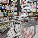 펫홈 반려동물용품백화점 이미지