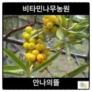 안나의뜰 이미지