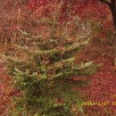 조광주유소 이미지