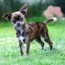 강아지 켄넬 이미지