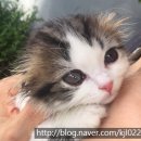 산본중앙동물병원 이미지