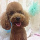 몽퍼피 이미지