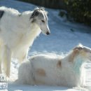 왕실동물병원 이미지