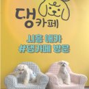 댕카페 | [담청이와함께] 시흥에 있는 댕카페가서 뛰뛰🏃‍♂️