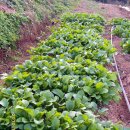 춘식이네 이미지