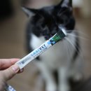 종근당바이오 라비벳 반려동물 유산균으로 고양이 건강관리하기