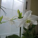 유카리스 이미지