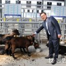 시장염소 농민신문