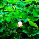 양산호수공원 이미지