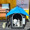 진도개 53카페 이미지