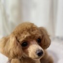 도그보니타 이미지