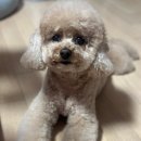 적성루 | 2025.7/16-7/22까지 보리네의 행복한 일상