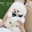 미니펫 강아지분양 고양이분양 수원점 이미지