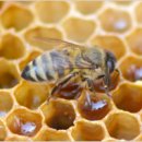 한국양봉산업 이미지