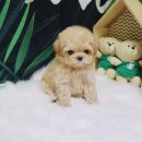 하남강아지 이미지