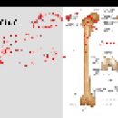 anatomy 20 _Lower leg, foot 이미지