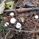 민주지산자연휴양림 이미지