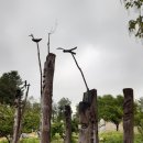 진또베기 이미지