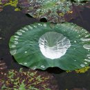진주, 강주 연못의 연꽃 이미지