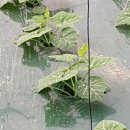 천풍농장 이미지