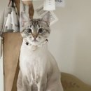 고양이랑놀자 이미지