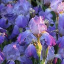 아이리스 이미지