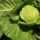 "비타민 다 날아가고 결석까지?" 양배추 먹을 때 피해야 할 조합 3가지 이미지