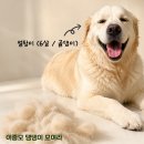 골든리트리버 털 관리, 원시림곰빗 이중모 강아지 빗 후기