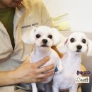 꼬마애견샵 이미지