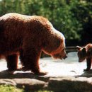 알래스카 디날리(Denali) 국립공원의 곰, 무스, 맬러뮤트 이미지