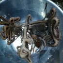 마검포레져하우스가족독채수영장 이미지